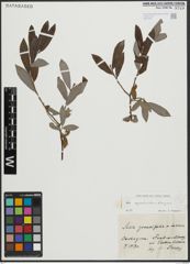 Foto von Salix appendiculata Vill. x Salix eleagnos Scop.